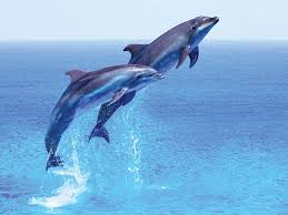 pic of cute dolphines