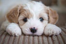 this is a photo of a cute puppy