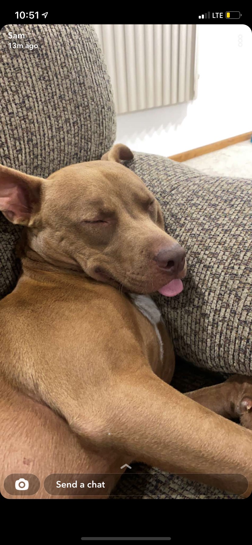 This is a photo of Coco snoozing on the couch.