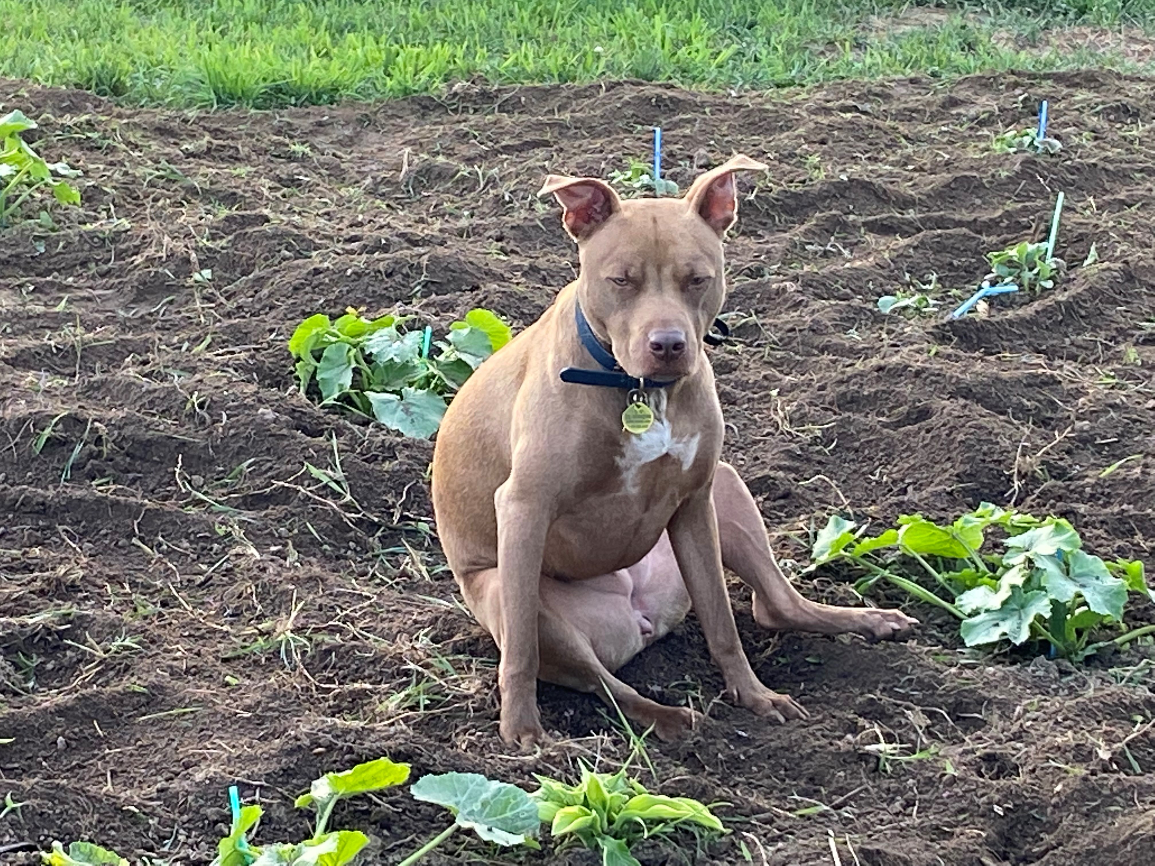 This is a photo of Coco tired in the garden.