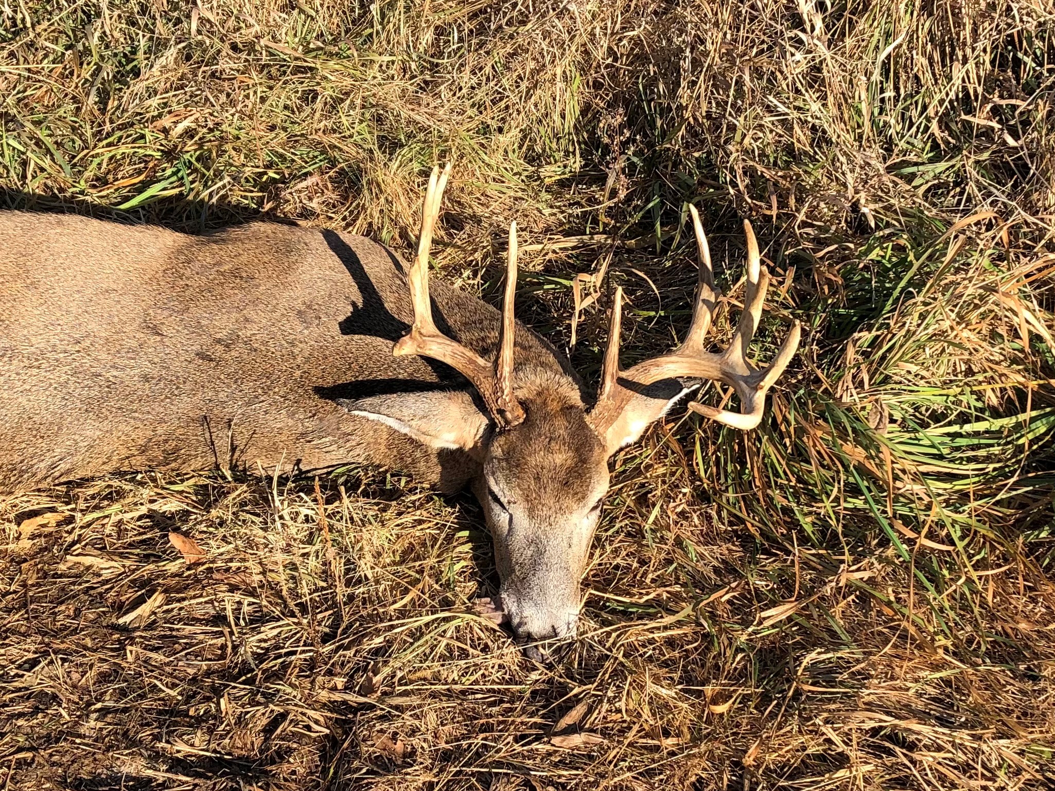 This is a photo of a me with a deer I shot.