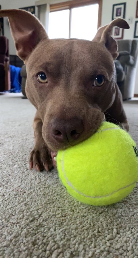 This is a photo of Coco with her big tennis ball.