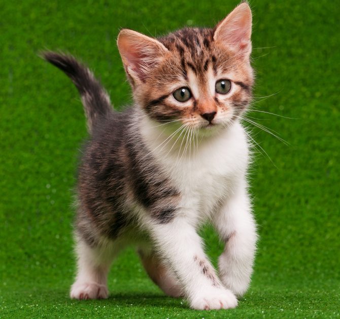 this is a photo of a cute kitten