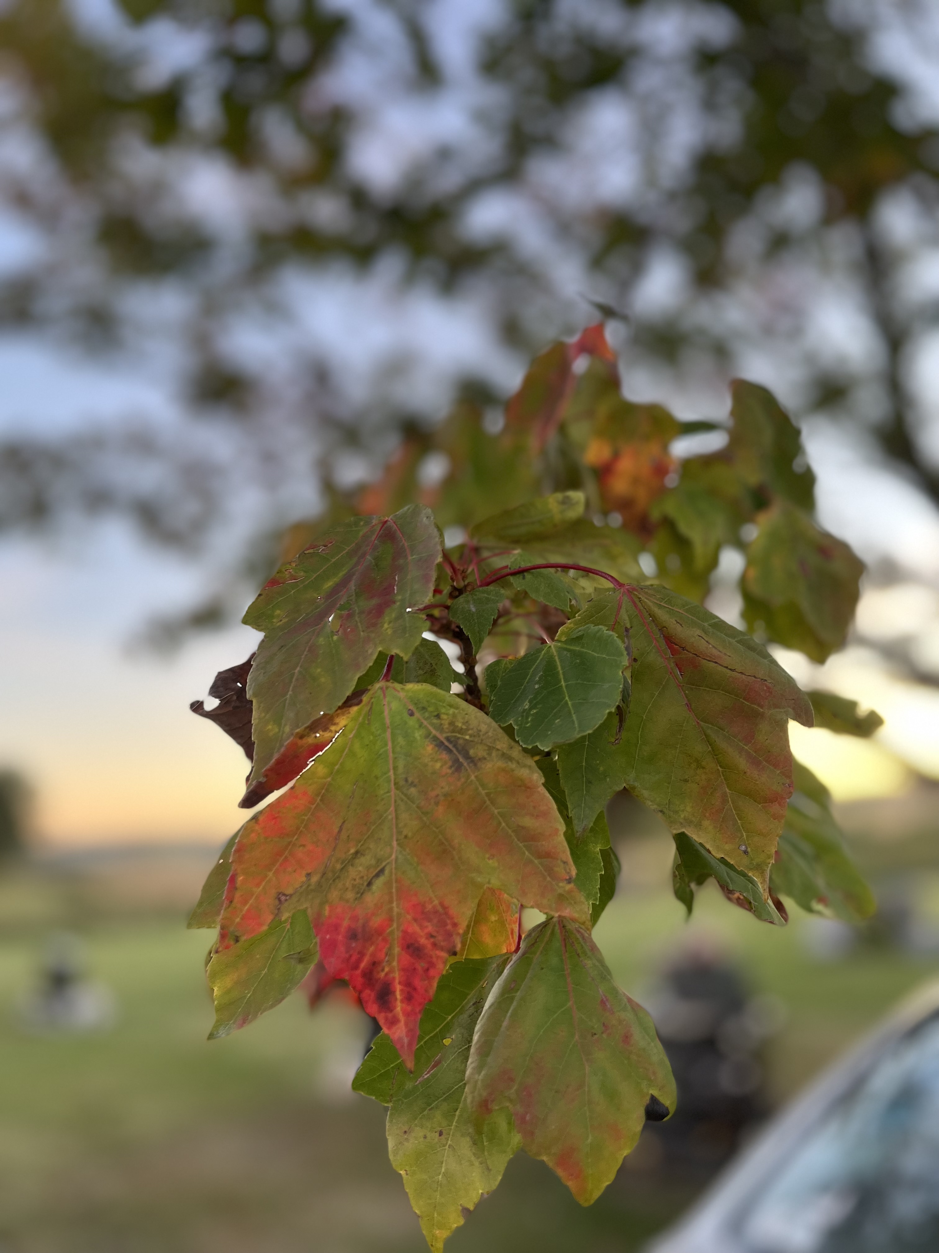 Fall Leaves