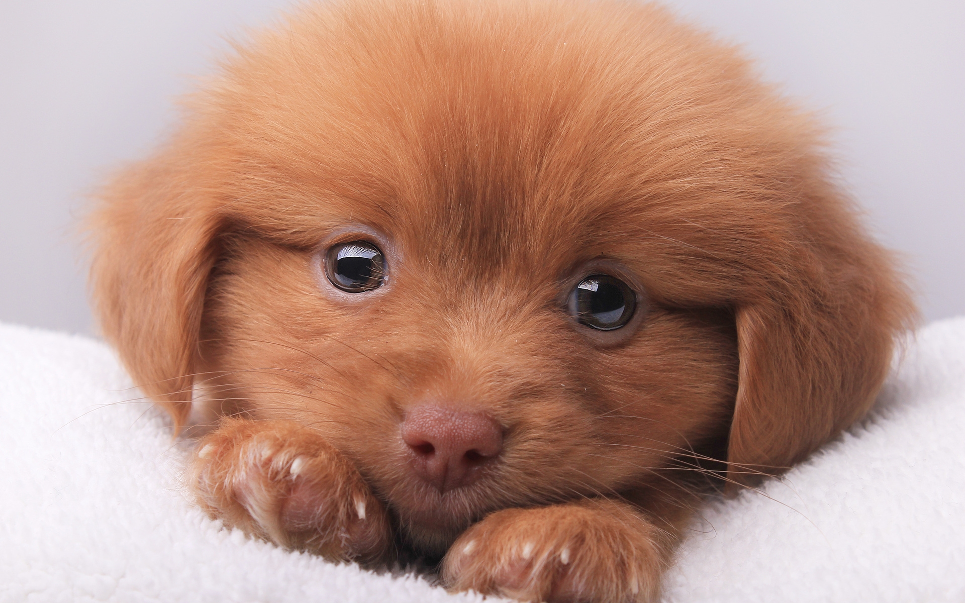 this is a photo of a cute puppy