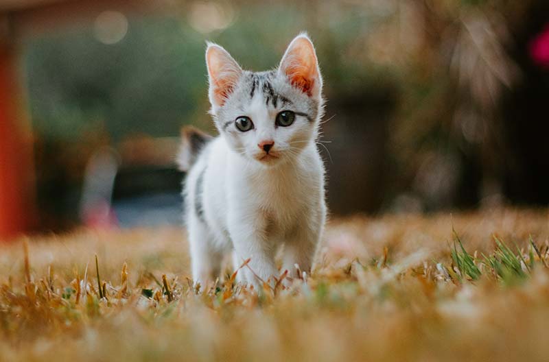 this is a photo of a cute kitten