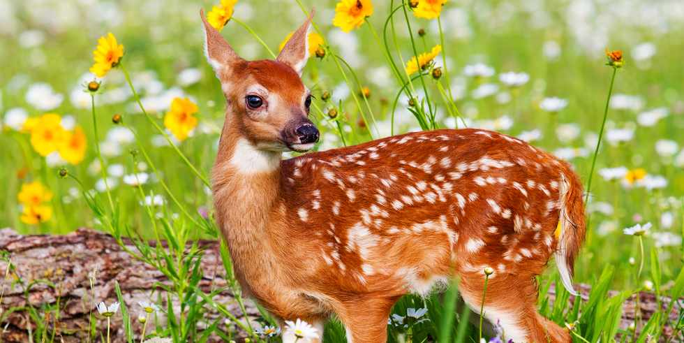 photo of a fawn