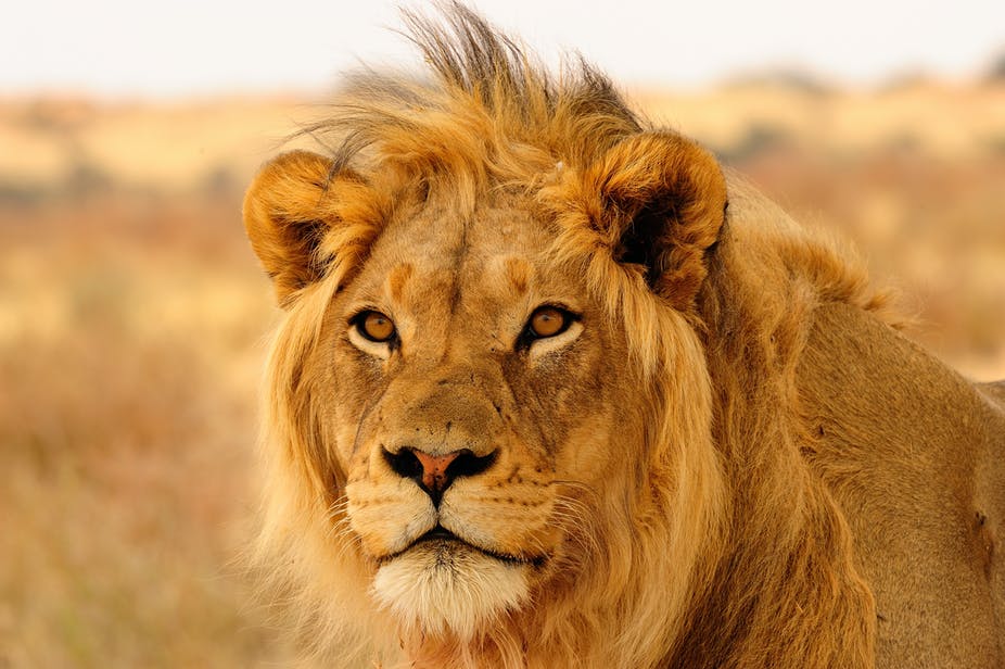 photo of a lion