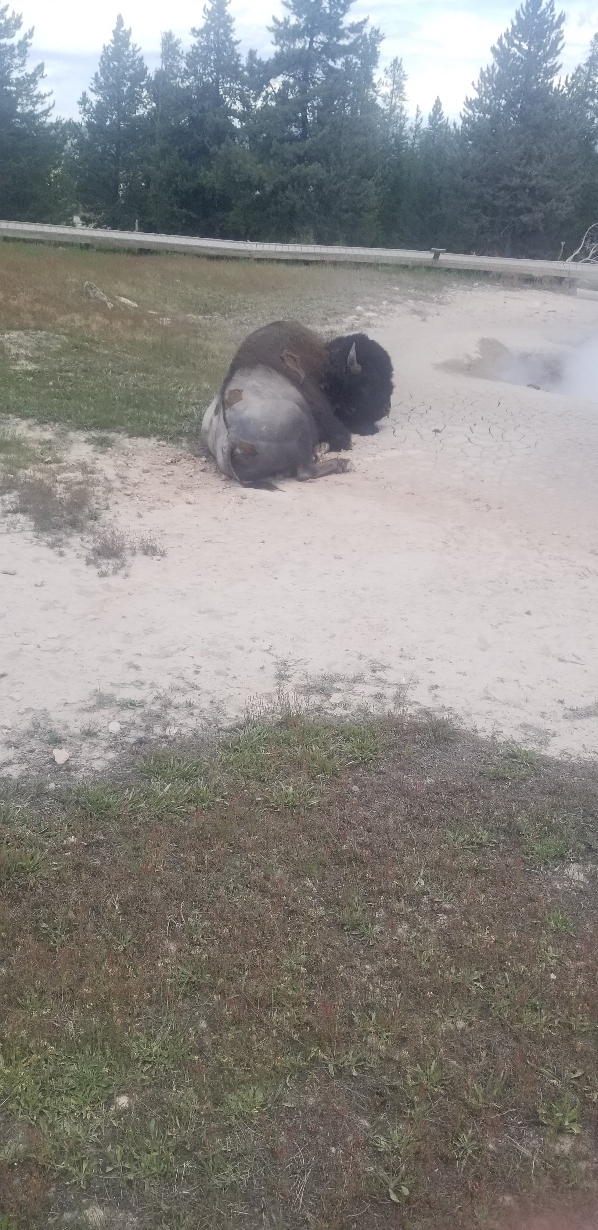 This is a photo of a bison at yellowstone