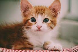 this is a photo of a cute kitten