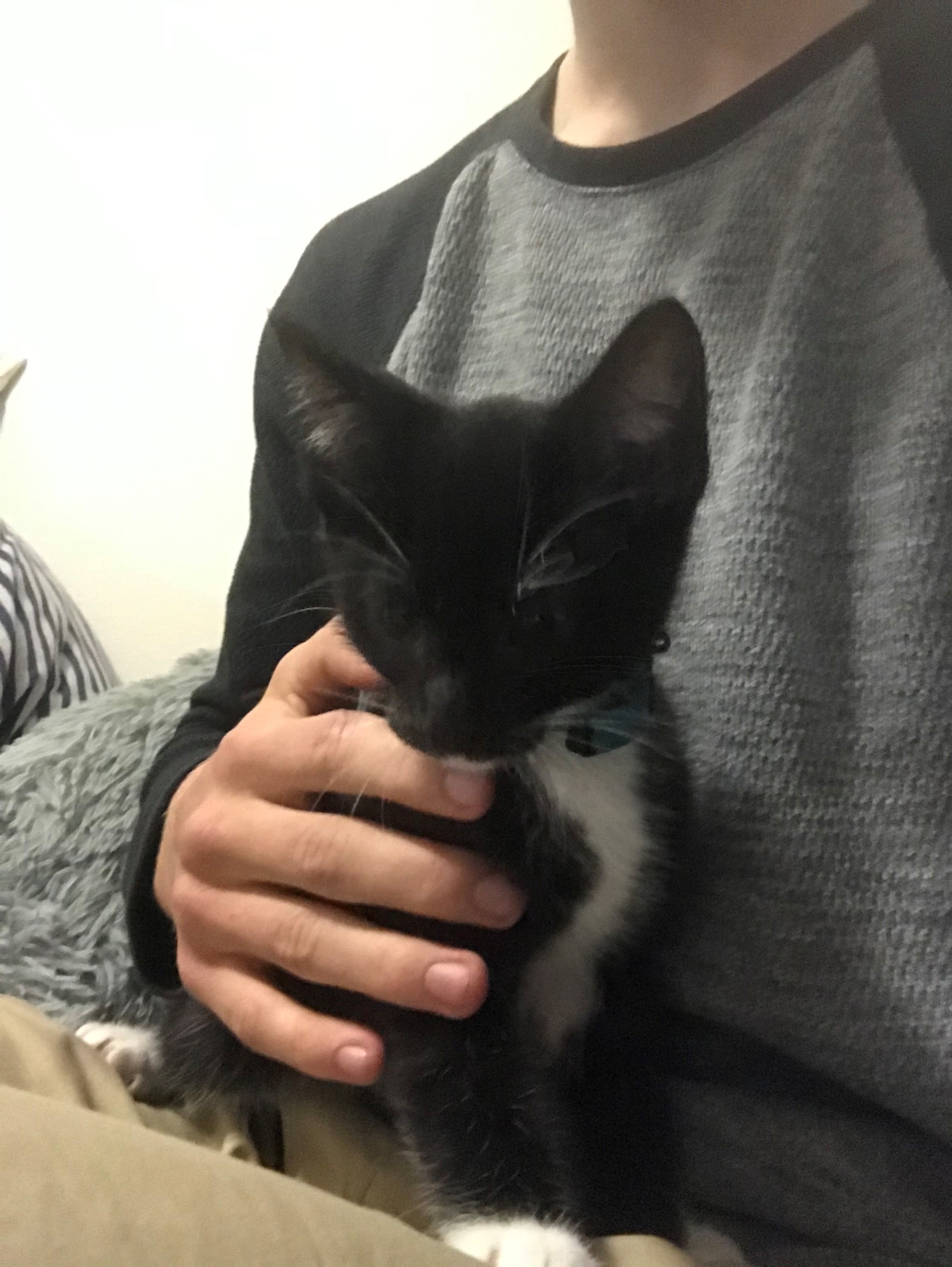 nate holding a kitten