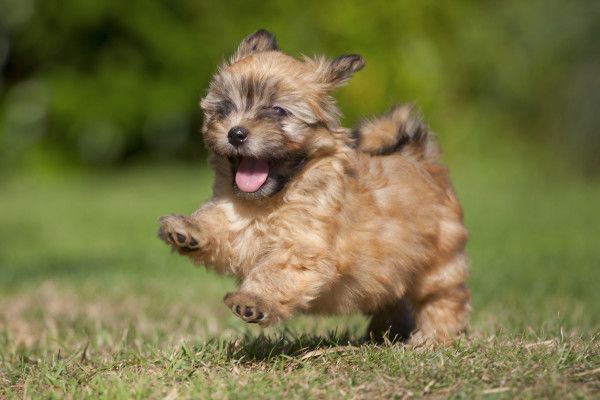 this is a photo of a cute puppy