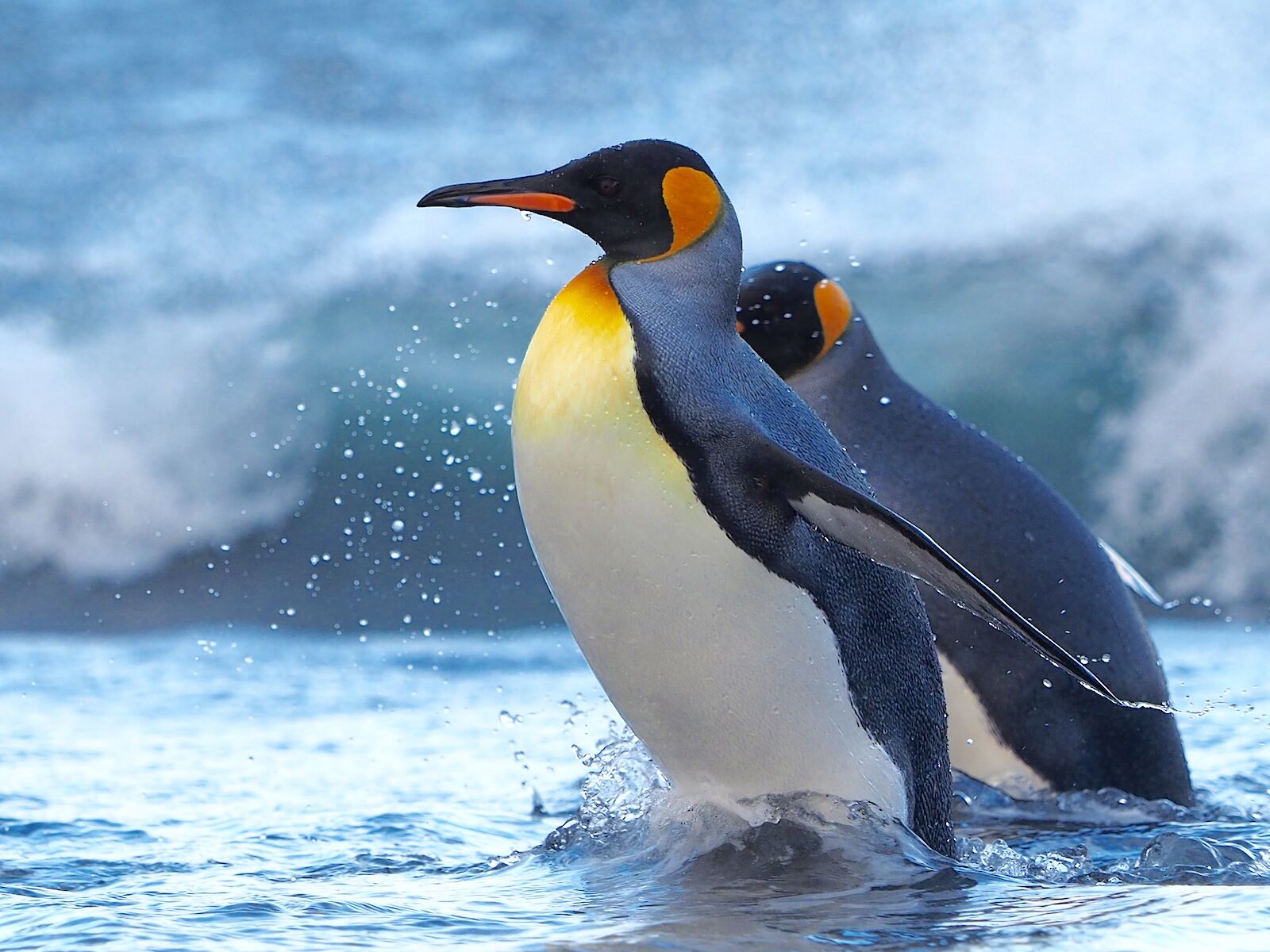 photo of a king penguin