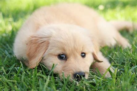 this is a photo of a cute puppy