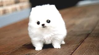 this is a photo of a cute puppy