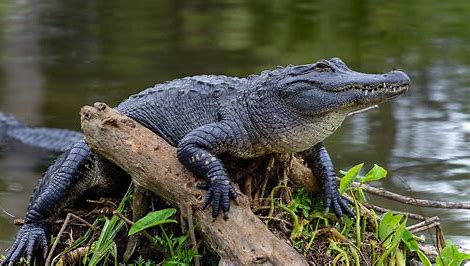 photo of an alligator