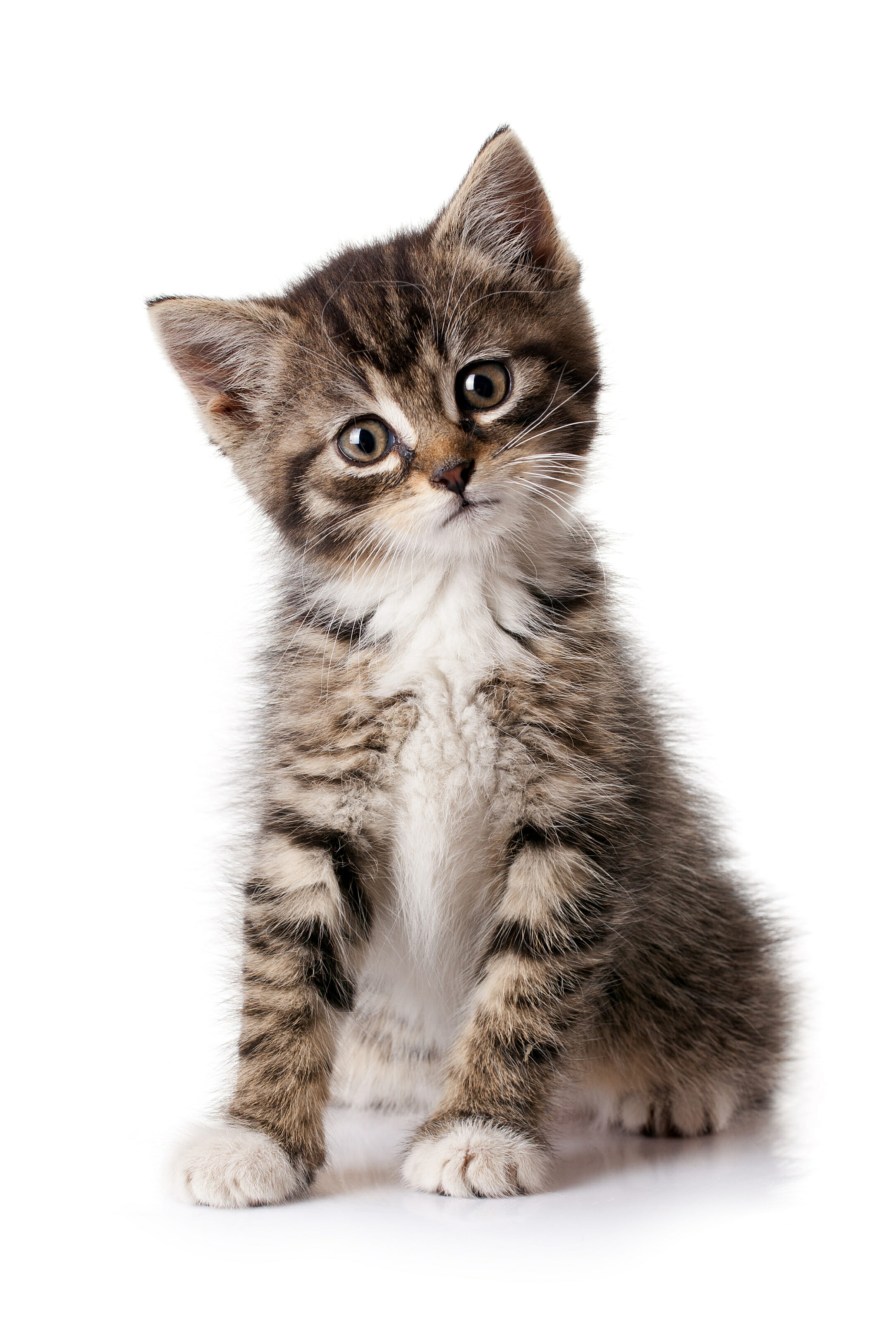 this is a photo of a cute kitten