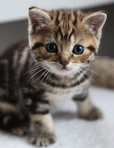 this is a photo of a cute kitten