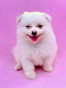 this is a photo of a cute puppy