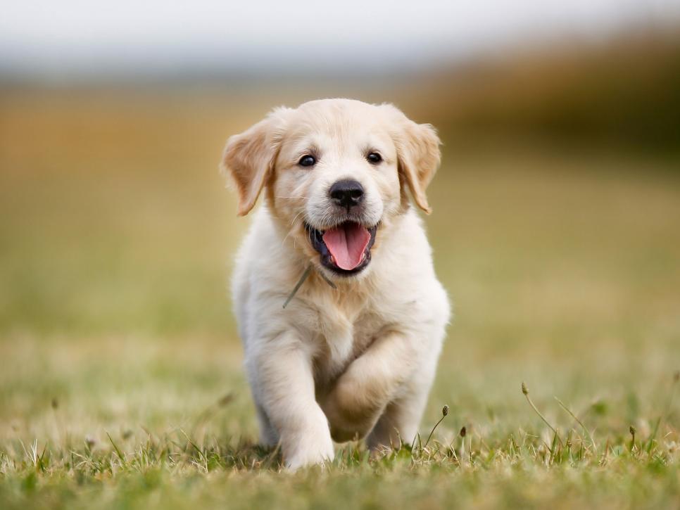 this is a photo of a cute puppy