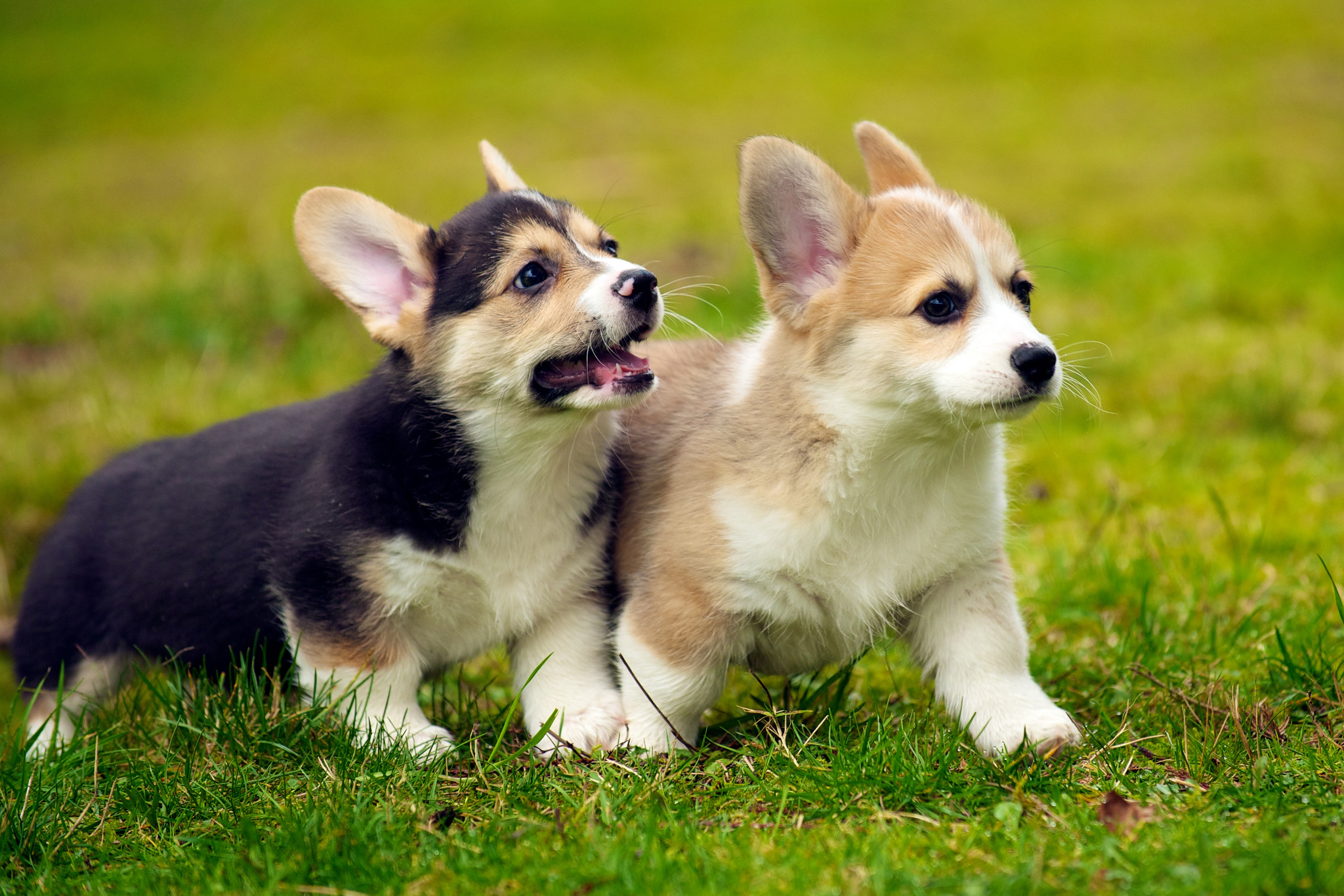 this is a photo of cute puppies
