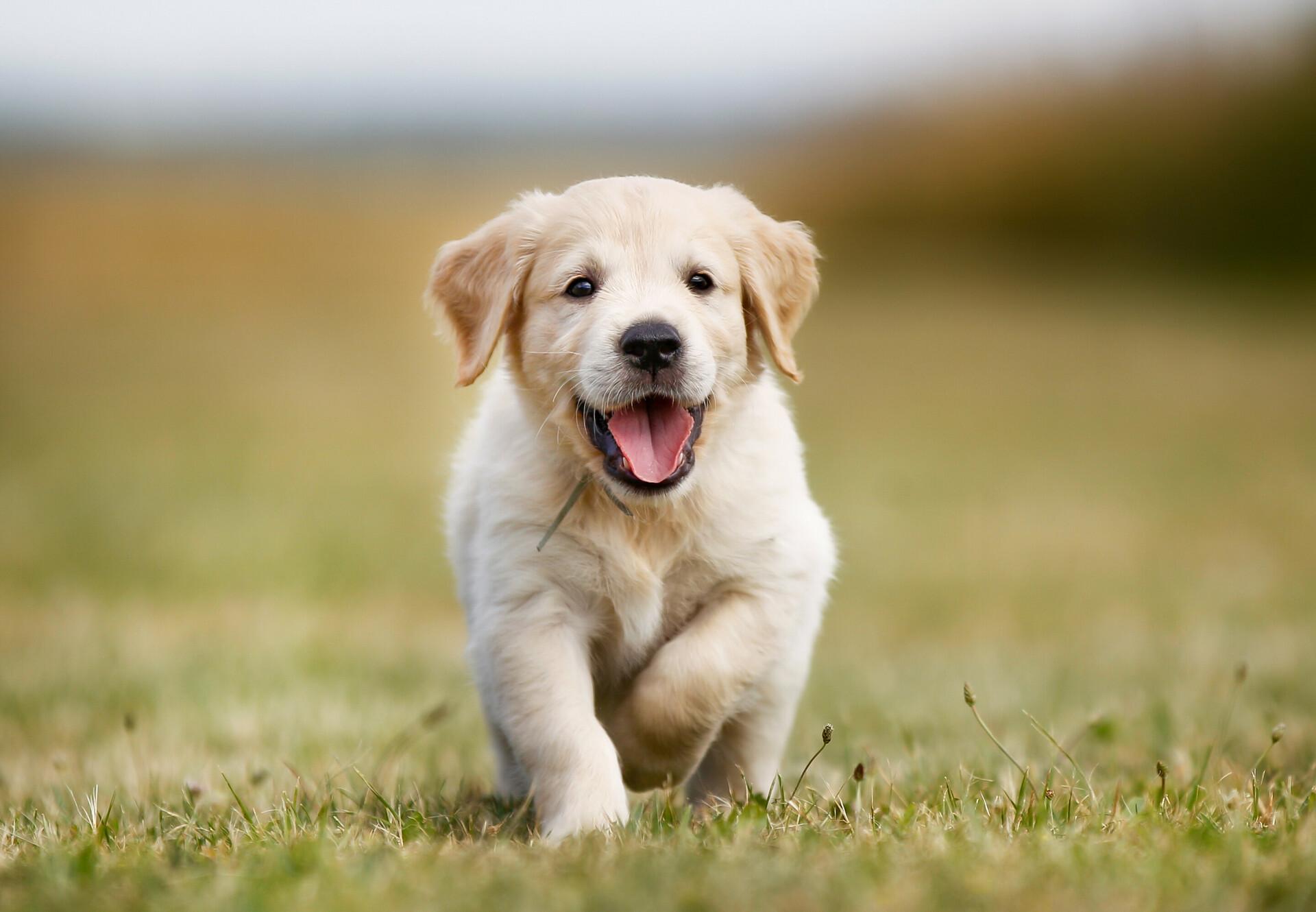 this is a photo of a cute puppy