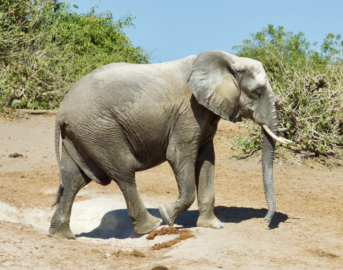 photo of an Elephant