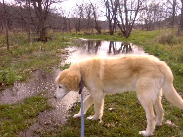 Jake the dog at Swiss Valley, Dubuque Co. Iowa