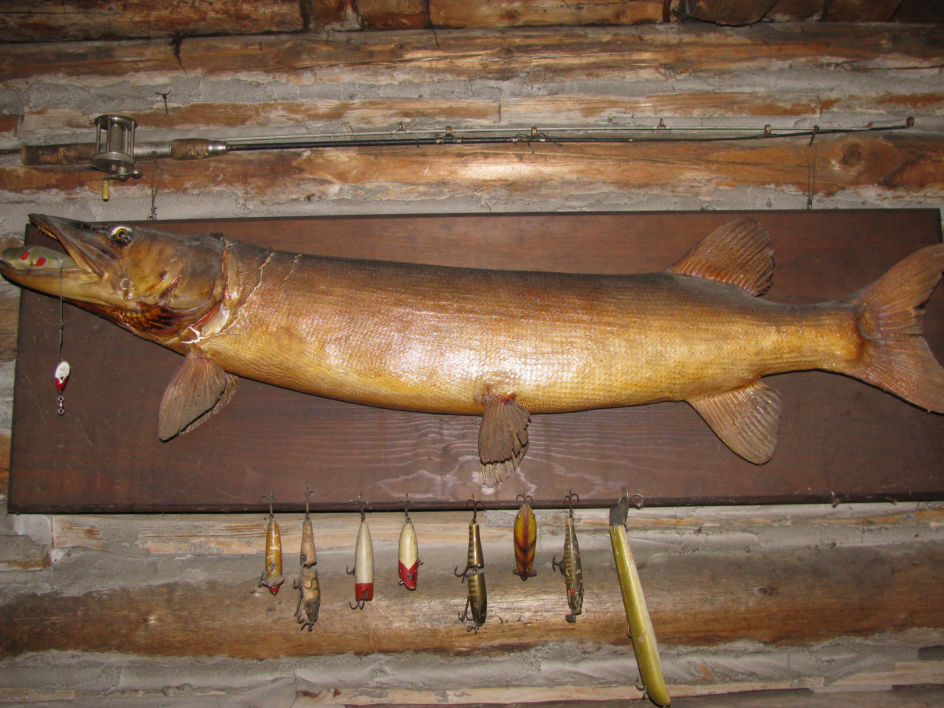 the musky grandpa Niclo caught