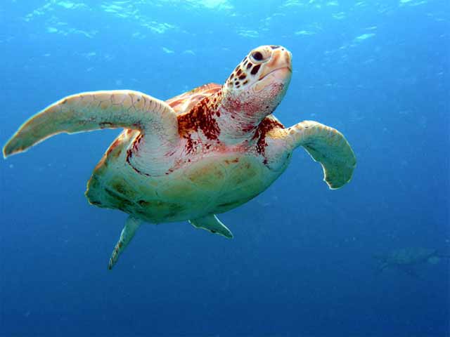 photo of a sea turtle