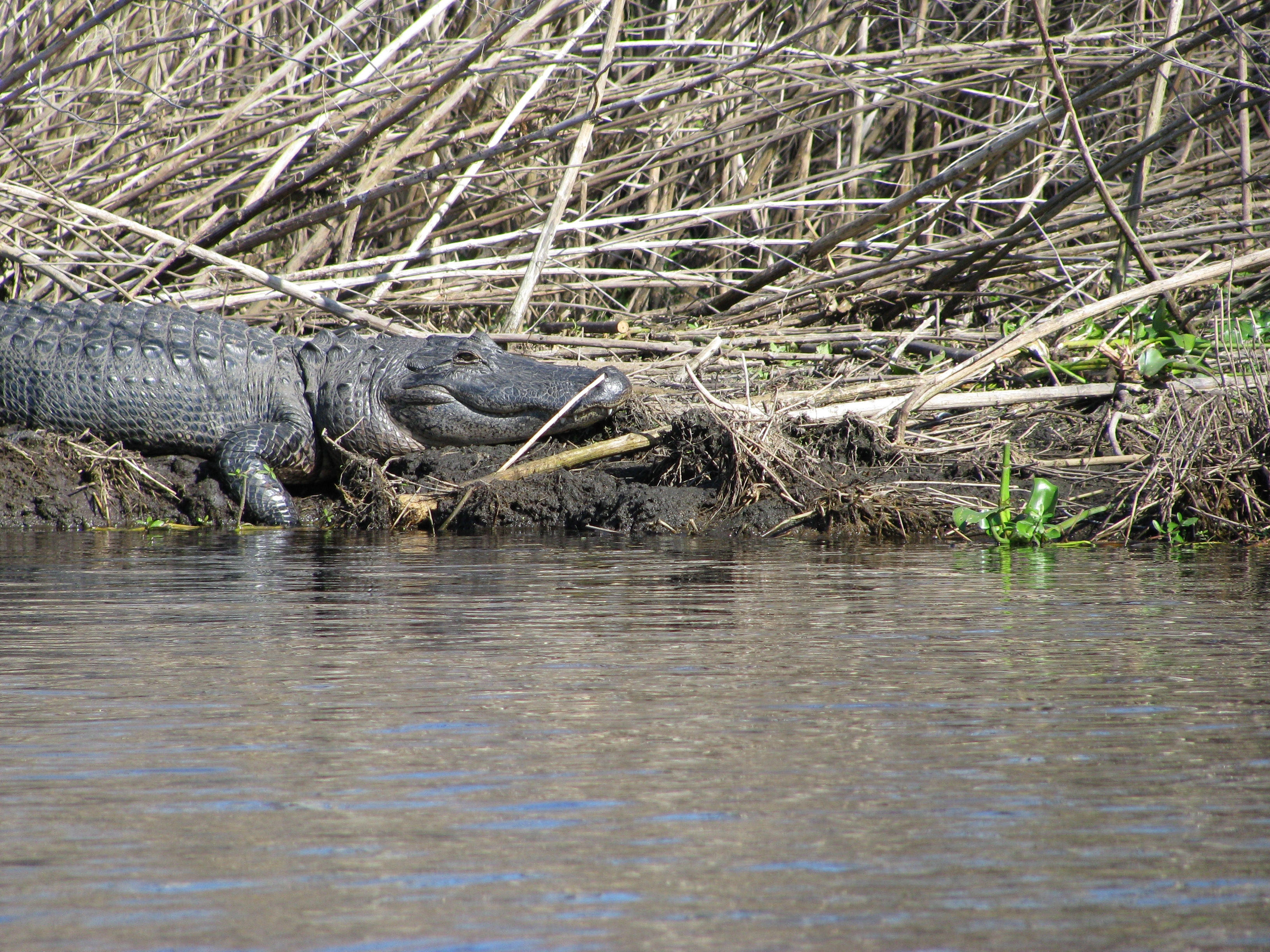 one of these almost tipped our canoe!