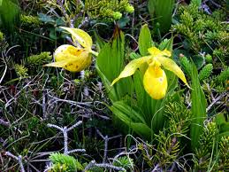 Yellow Lady Slipper flower