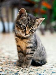 This is a photo of a kitten