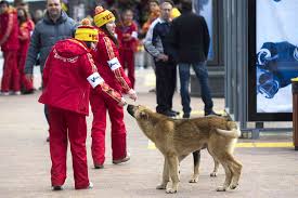 This is a picture of a dog in Sochi 2014