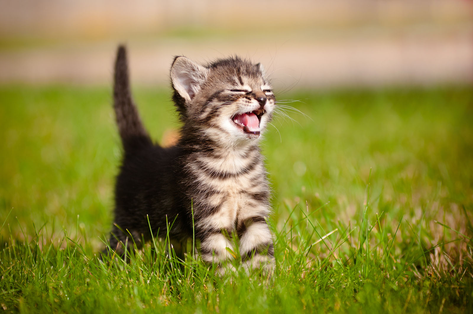 this is a photo of a cute kitten